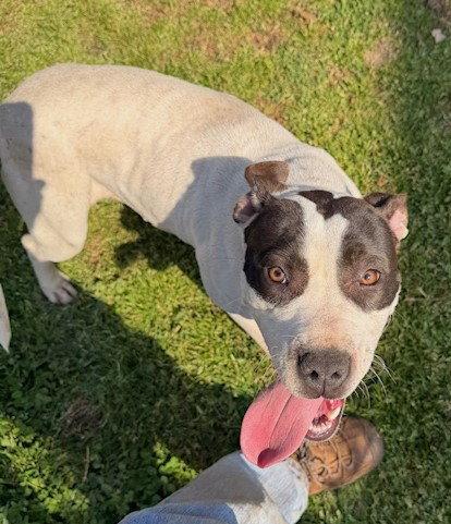Lola, Adoptable, Young Female American Bulldog.