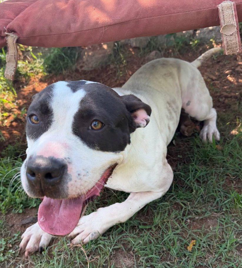 Enlarge Lola, a Adoptable American Bulldog in Carrollton, GA image 1/3