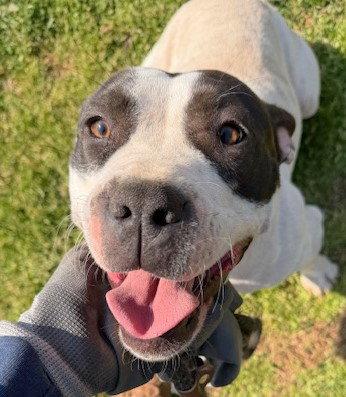 Lola, Adoptable, Young Female American Bulldog.
