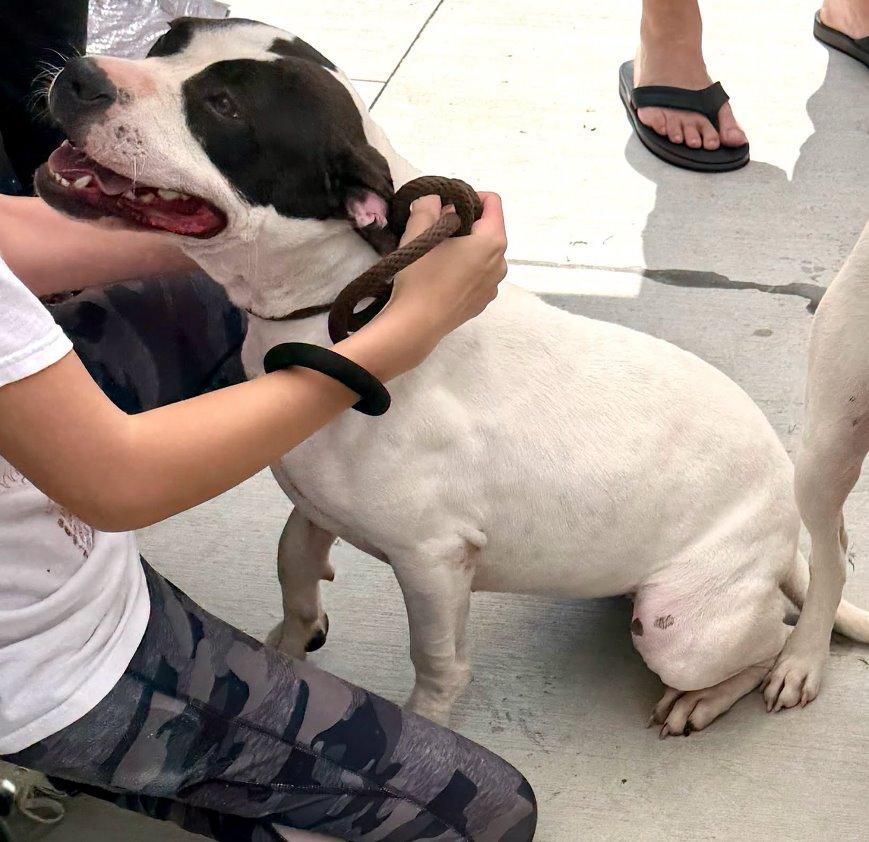 Enlarge Lola, a Adoptable American Bulldog in Carrollton, GA image 2/3