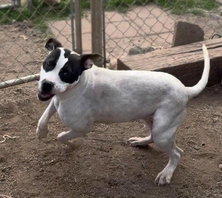 Lola, a Adoptable American Bulldog in Carrollton, GA image 3/3