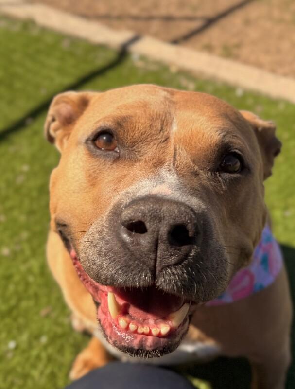 Enlarge Shorty, a Adoptable Pit Bull Terrier in Fruit Heights, UT image 1/6