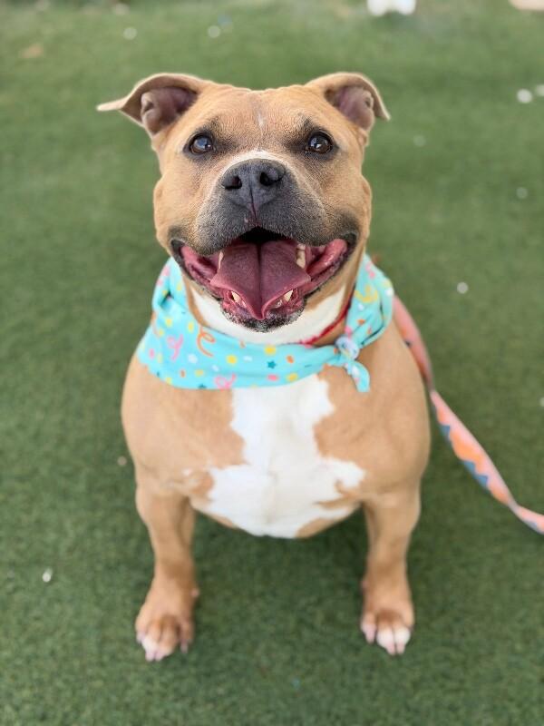 Enlarge Shorty, a Adoptable Pit Bull Terrier in Fruit Heights, UT image 2/6