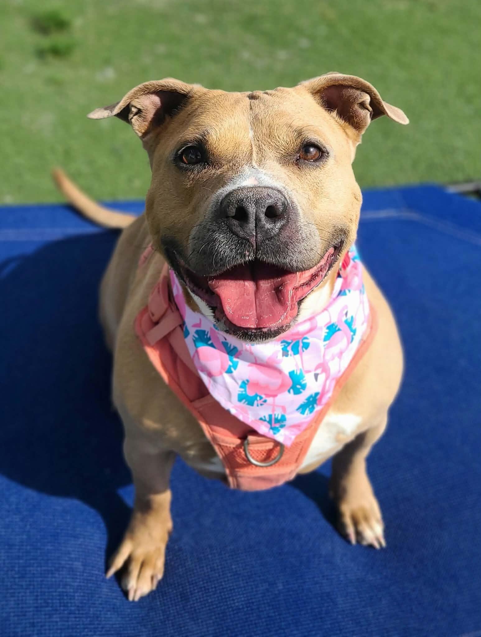 Enlarge Shorty, a Adoptable Pit Bull Terrier in Fruit Heights, UT image 3/6