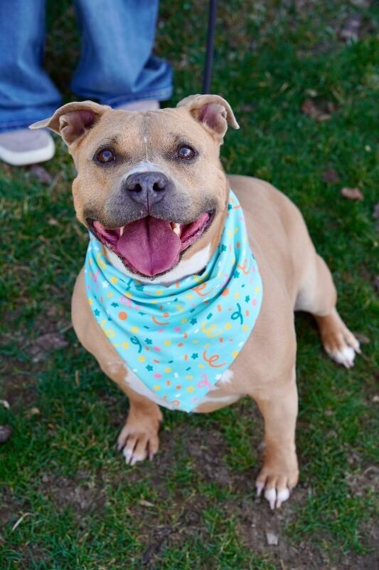 Enlarge Shorty, a Adoptable Pit Bull Terrier in Fruit Heights, UT image 5/6