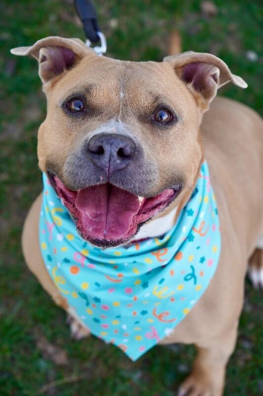 Enlarge Shorty, a Adoptable Pit Bull Terrier in Fruit Heights, UT image 6/6