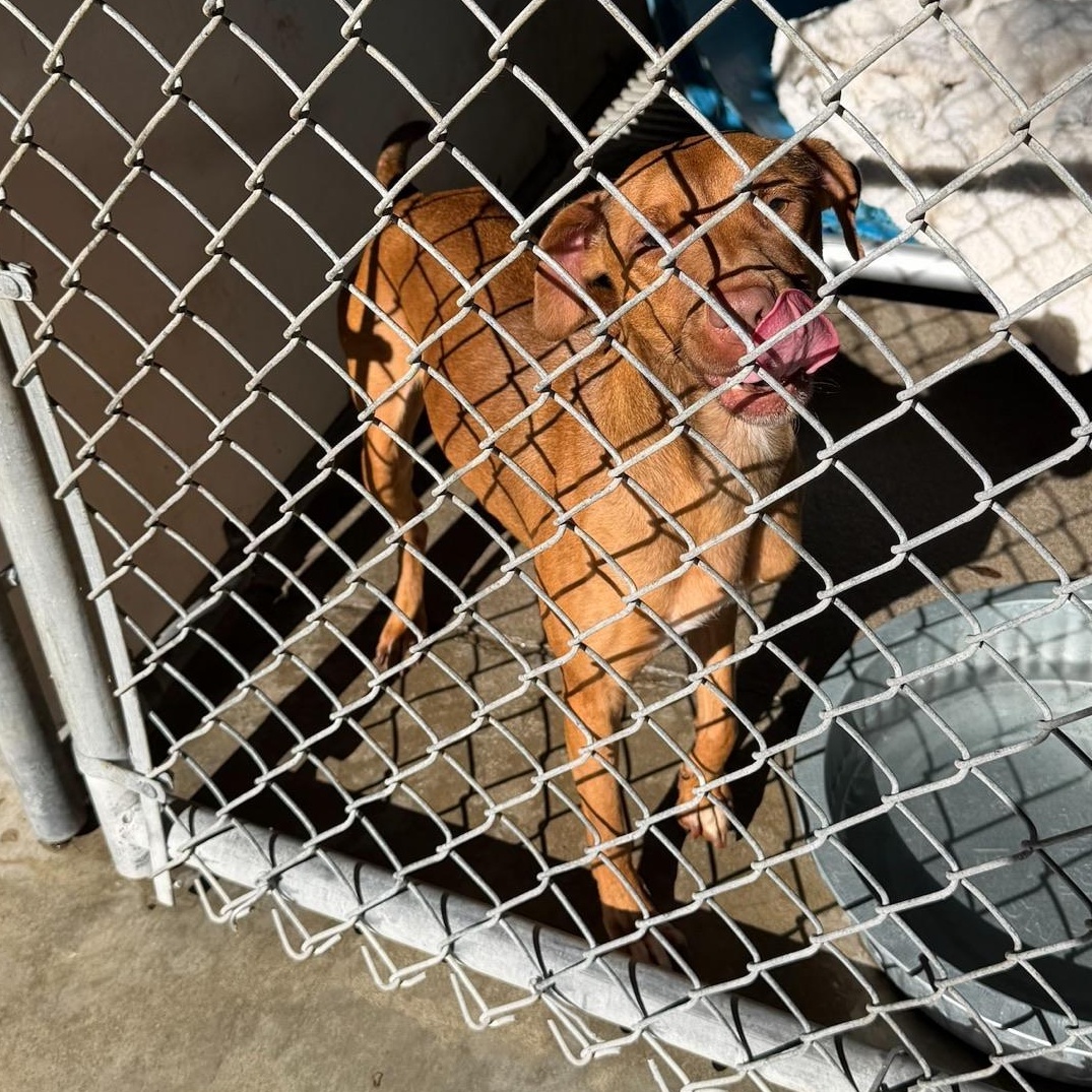 Enlarge Sara, a Adopted mixed breed in Elizabethtown, NC image 1/1