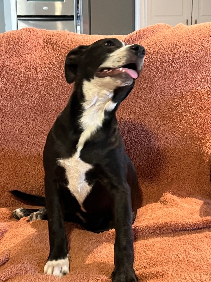 Mia, a Adoptable mixed breed in Bloomsbury, NJ image 1/11