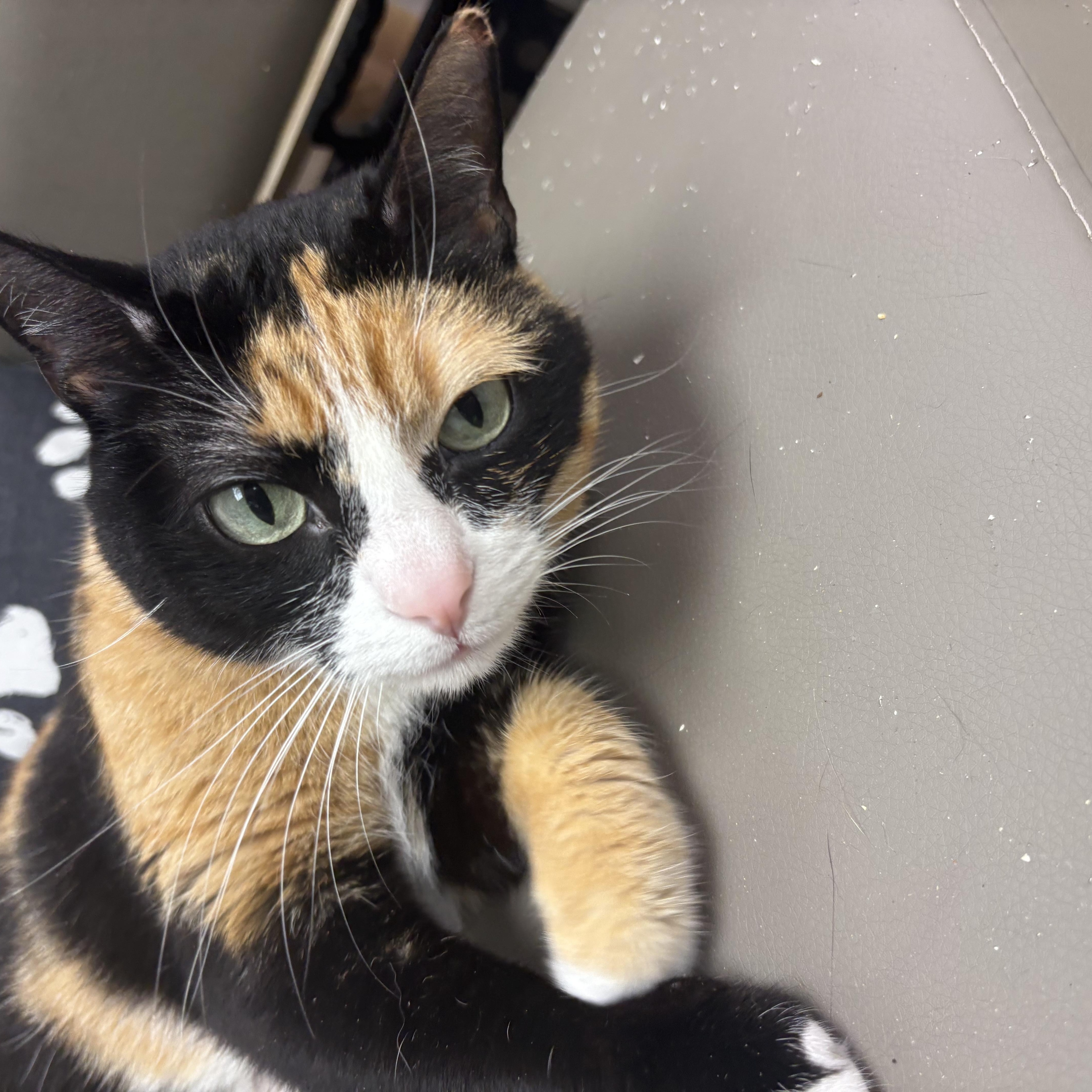 Enlarge Tipper, an adopted Domestic Short Hair in Blue Springs, MO image 1/2