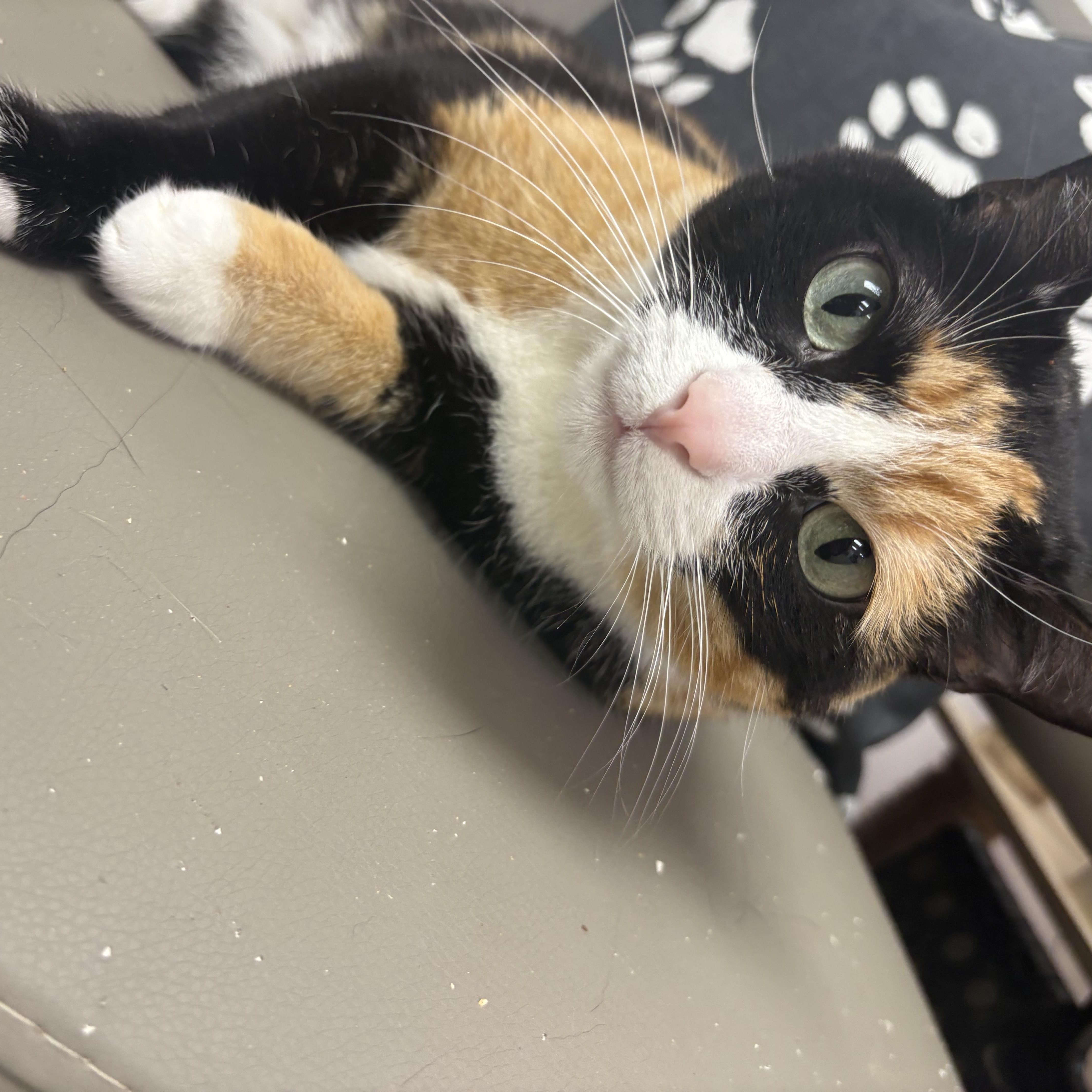 Enlarge Tipper, an adopted Domestic Short Hair in Blue Springs, MO image 2/2