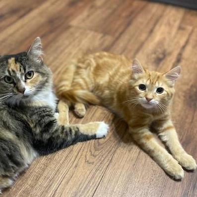 Enlarge Cheese, a Adopted Domestic Medium Hair in Leesville, SC image 5/5