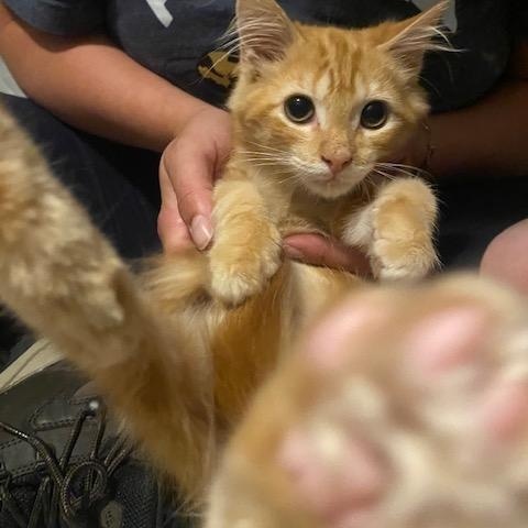 Cheese, Adopted, Young Male Domestic Medium Hair.