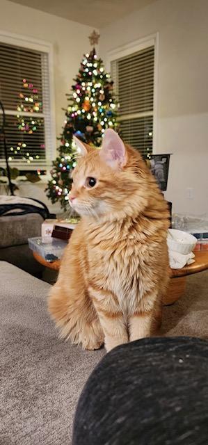 Cheese, Adopted, Young Male Domestic Medium Hair.