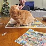 Enlarge Cheese, a Adopted Domestic Medium Hair in Leesville, SC image 2/5