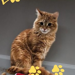 Enlarge Cheese, a Adopted Domestic Medium Hair in Leesville, SC image 4/5