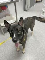 Enlarge Sokka, a ADOPTABLE German Shepherd Dog in Huntsville , TX image 1/1