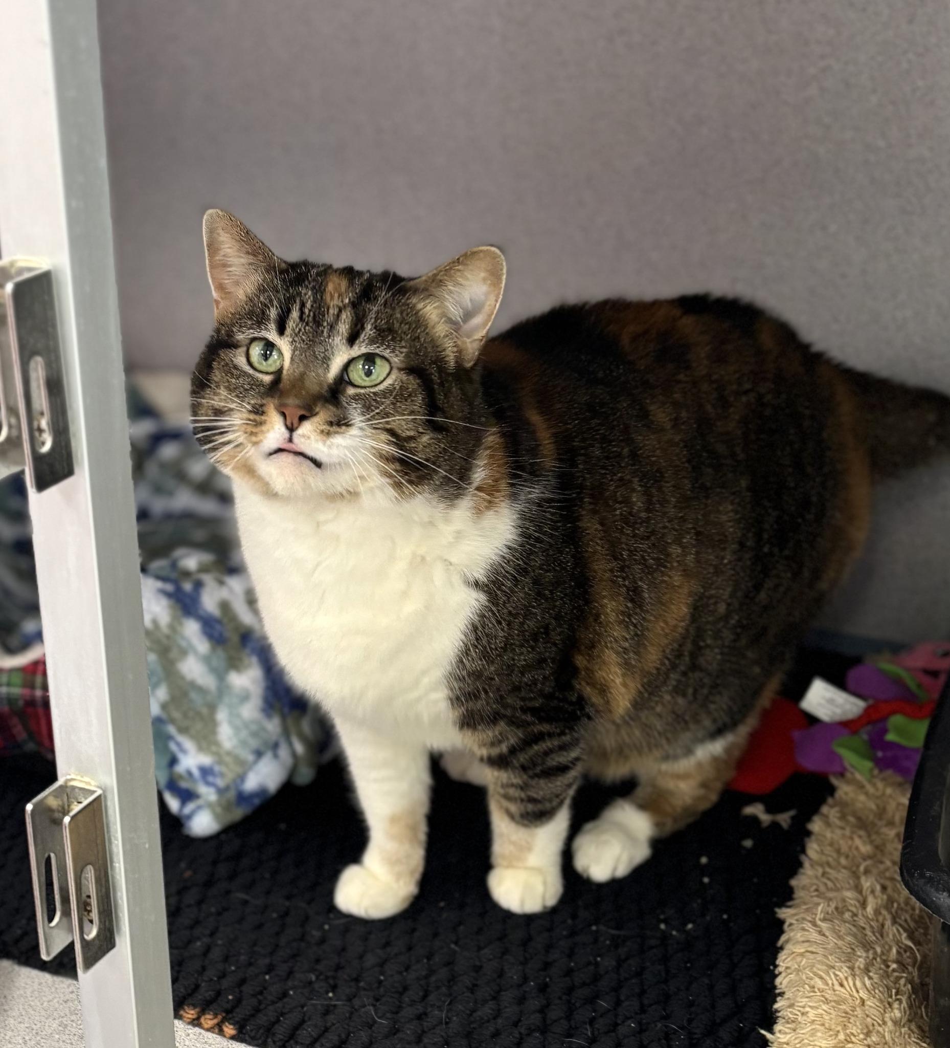 Izzy, a ADOPTABLE Domestic Short Hair in Bardstown, KY image 5/5