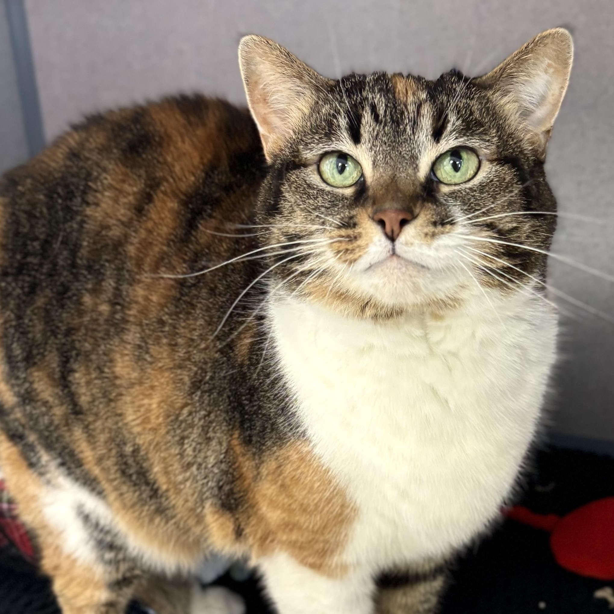 Izzy, a ADOPTABLE Domestic Short Hair in Bardstown, KY image 1/5