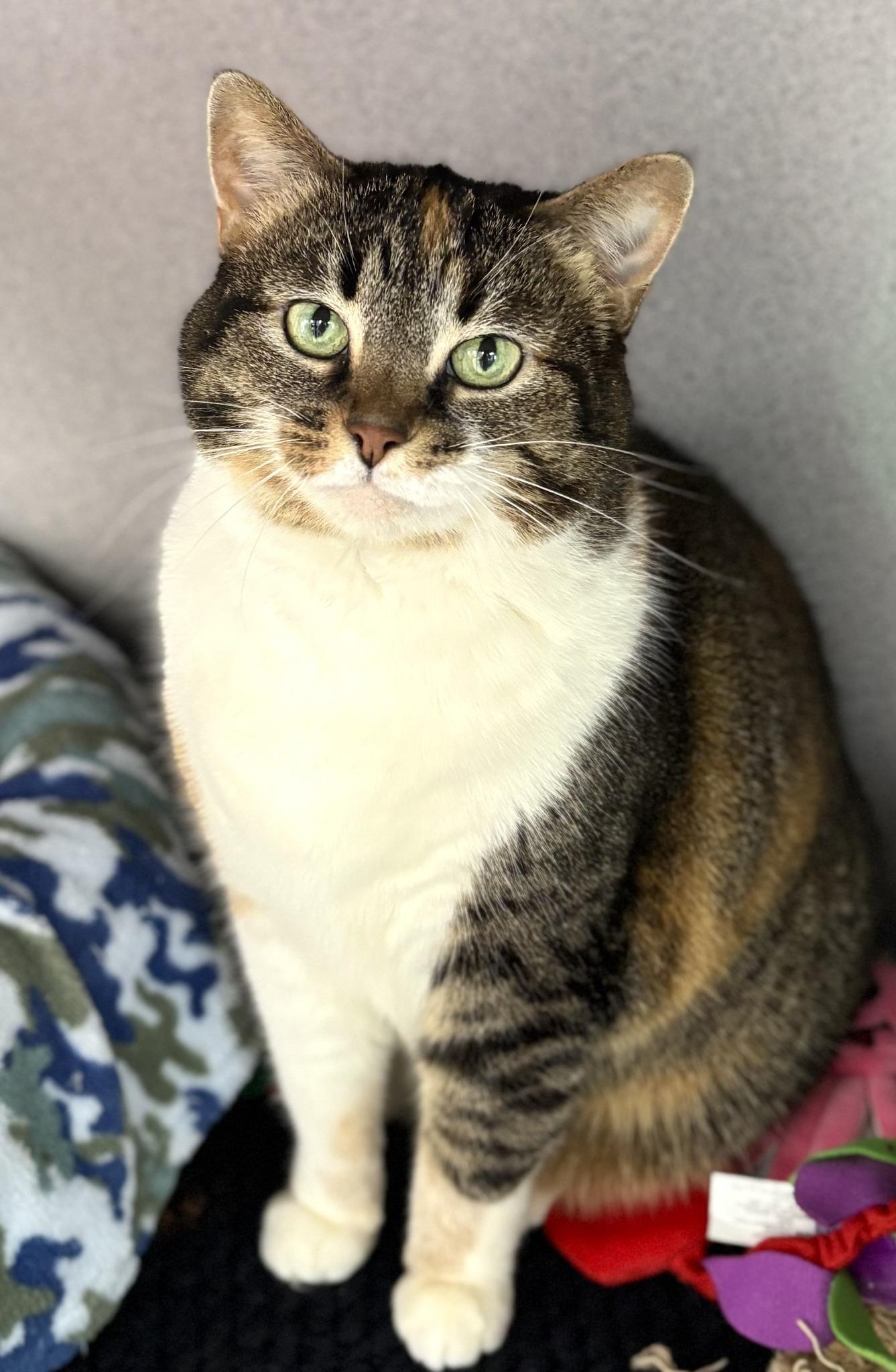 Izzy, a ADOPTABLE Domestic Short Hair in Bardstown, KY image 3/5