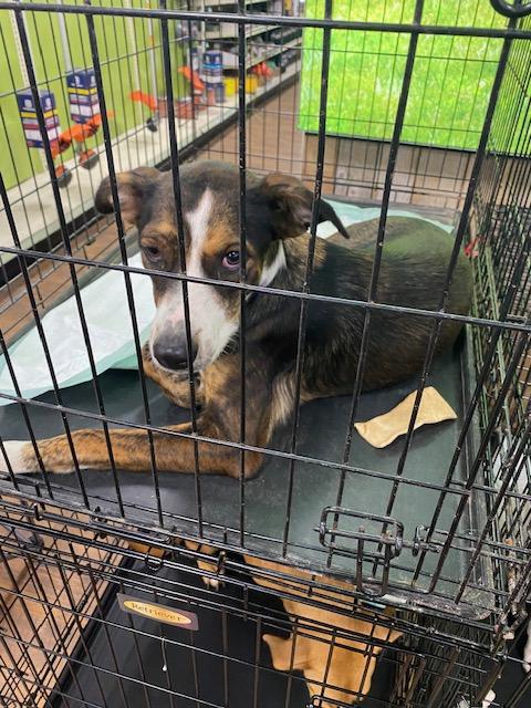 Pebbles, a Adoptable Mixed Breed in Livingston, TX image 1/2