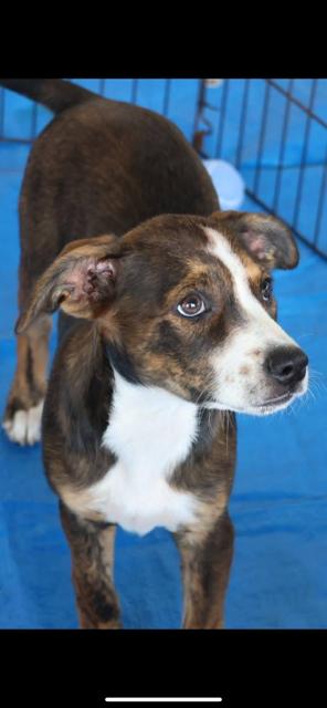 Pebbles, a Adoptable Mixed Breed in Livingston, TX image 2/2