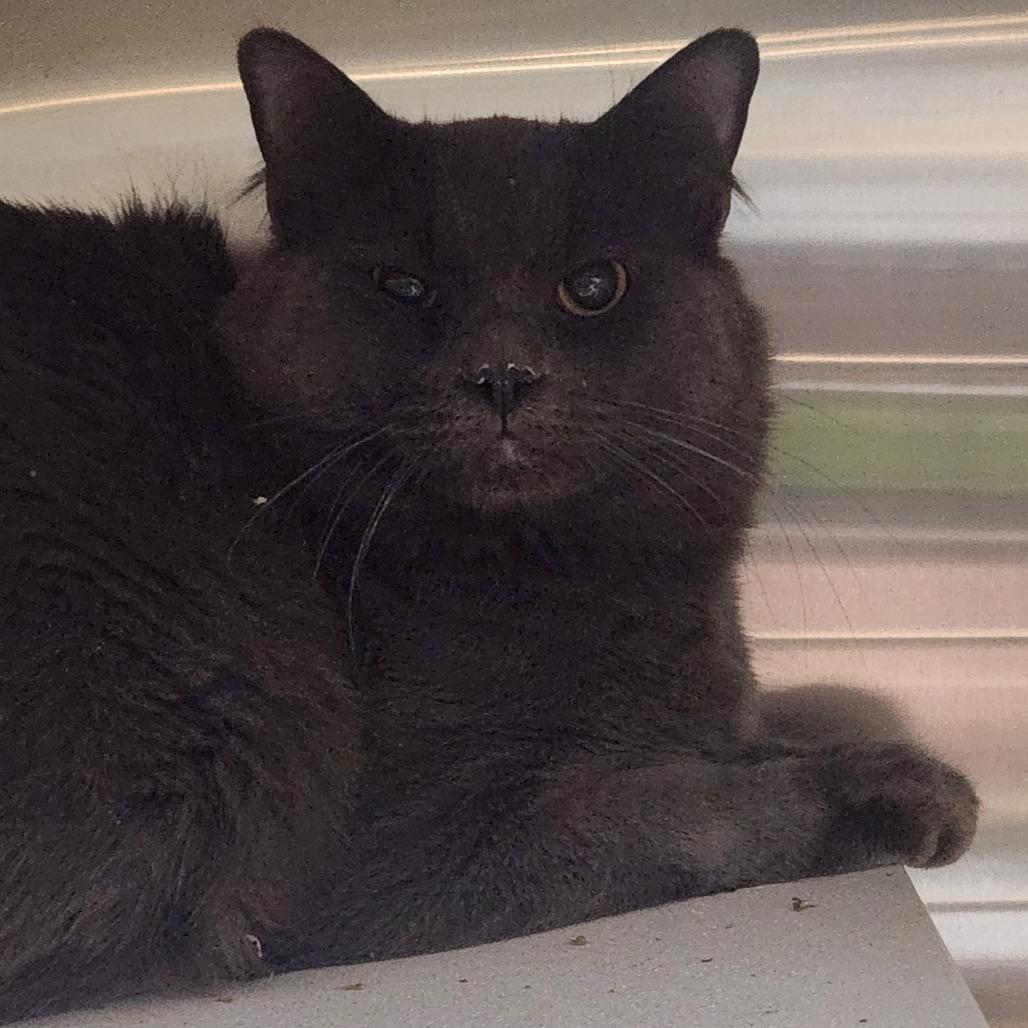 Enlarge Dusty, a Adoptable Domestic Long Hair in Cedaredge, CO image 1/1