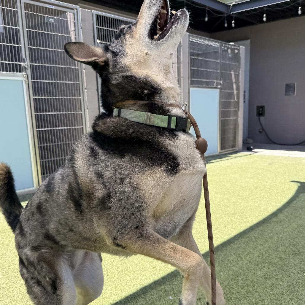 Cappuccino, Adoptable, Adult Female Catahoula Leopard Dog.