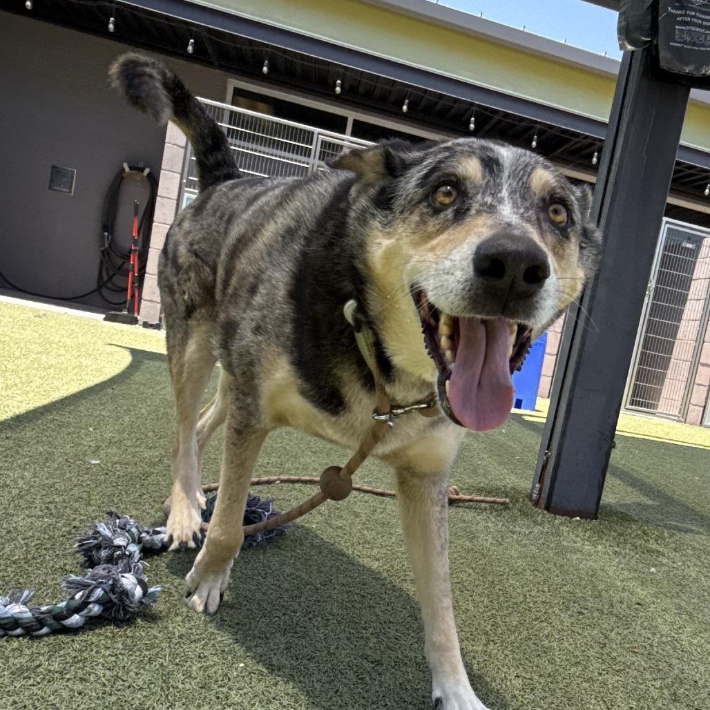 Cappuccino, a Adoptable Catahoula Leopard Dog in Phoenix, AZ image 2/3