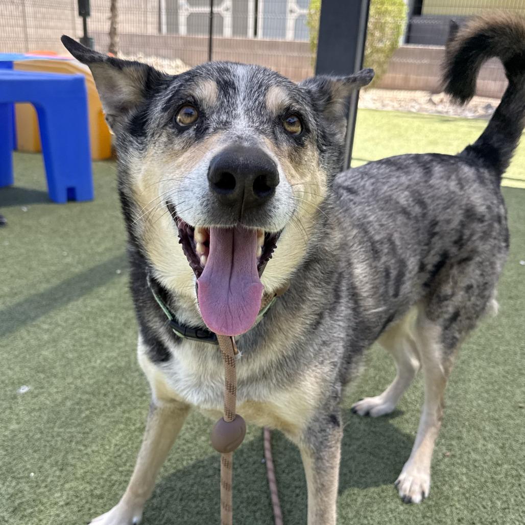 Cappuccino, a Adoptable Catahoula Leopard Dog in Phoenix, AZ image 3/3