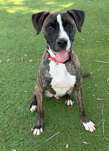 TANK, Adoptable, Adult Male American Staffordshire Terrier & Mixed Breed.