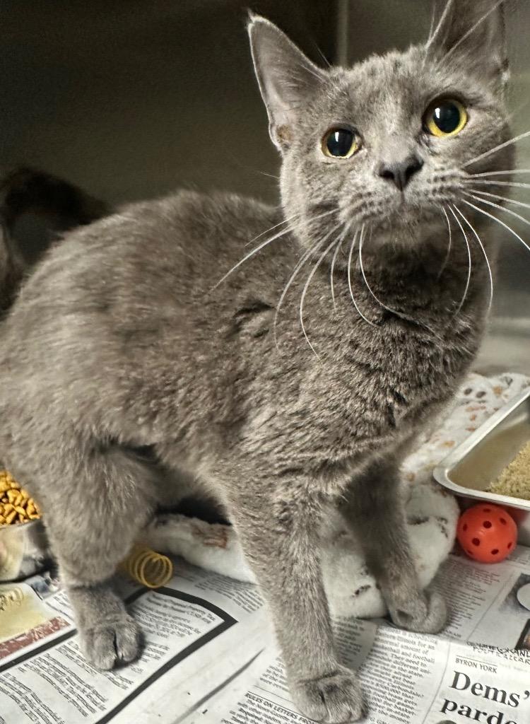 Karma, Adoptable, Young Female Domestic Short Hair.