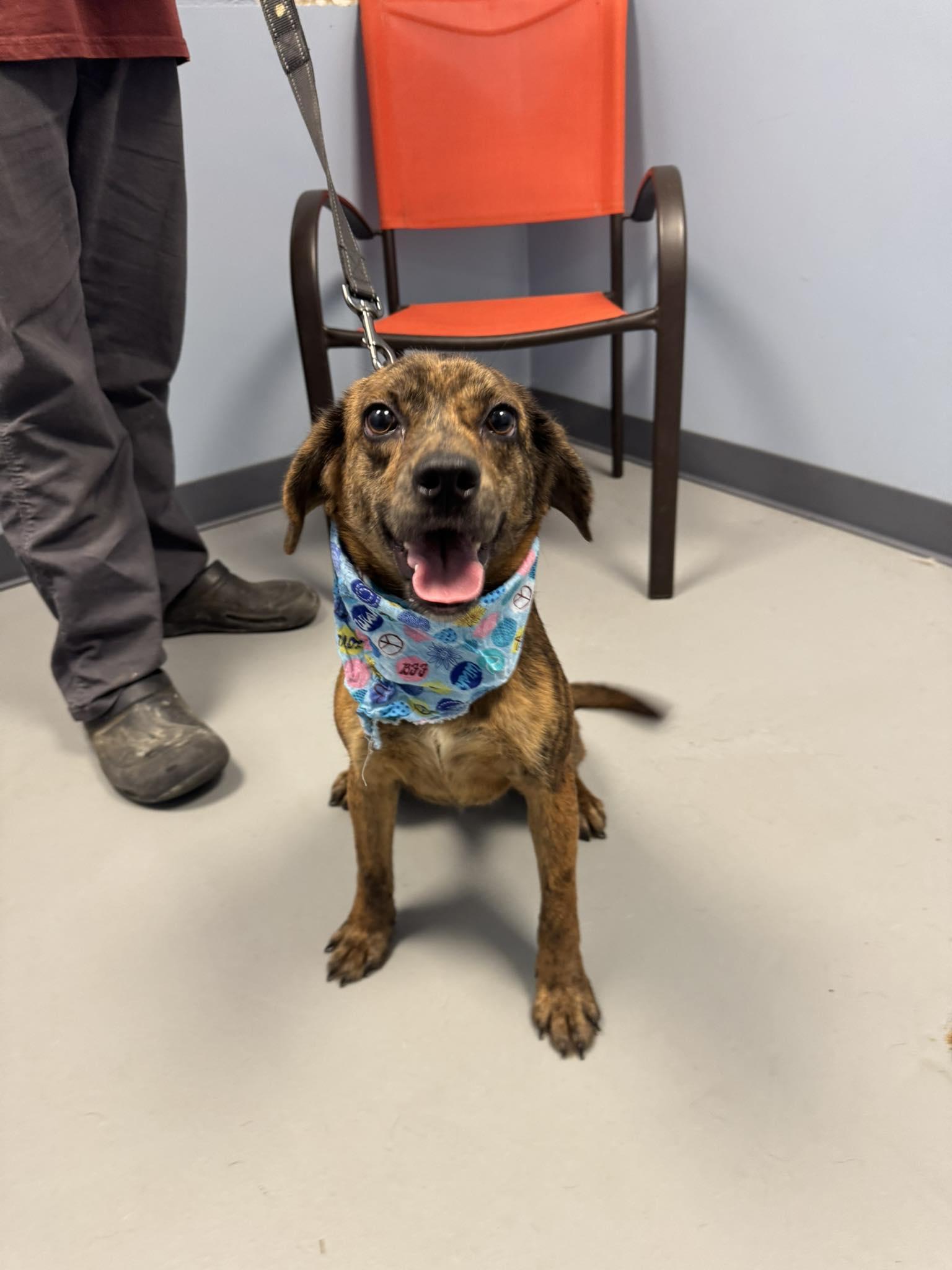 Lowen, adopted, Young Female Terrier.