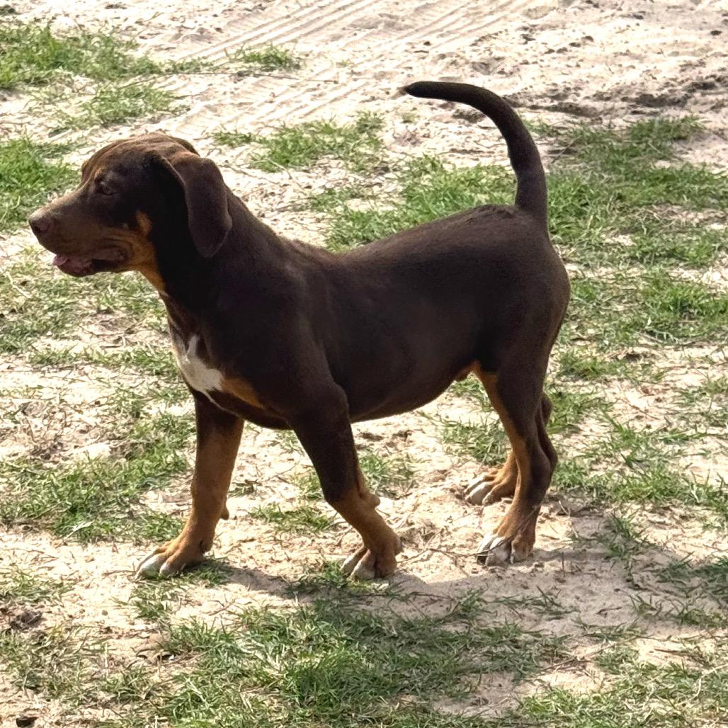 Enlarge Paul, a Adoptable mixed breed in Floresville, TX image 1/6