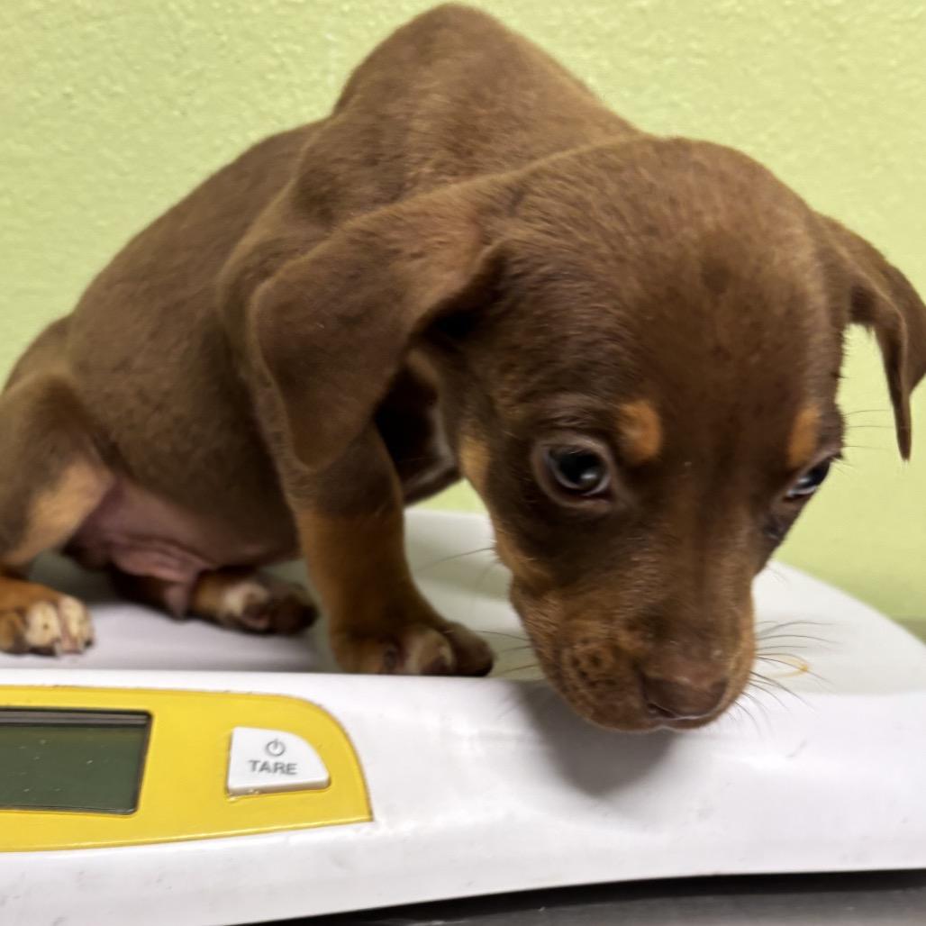 Enlarge Paul, a Adoptable mixed breed in Floresville, TX image 2/6