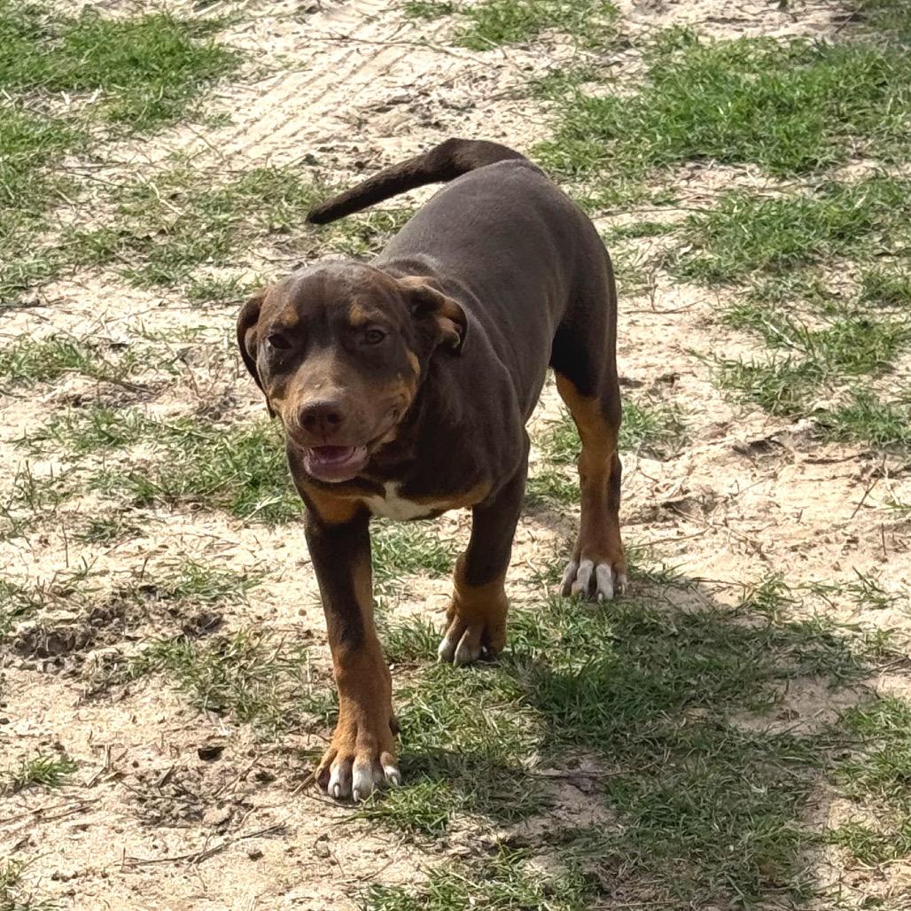 Enlarge Paul, a Adoptable mixed breed in Floresville, TX image 3/6