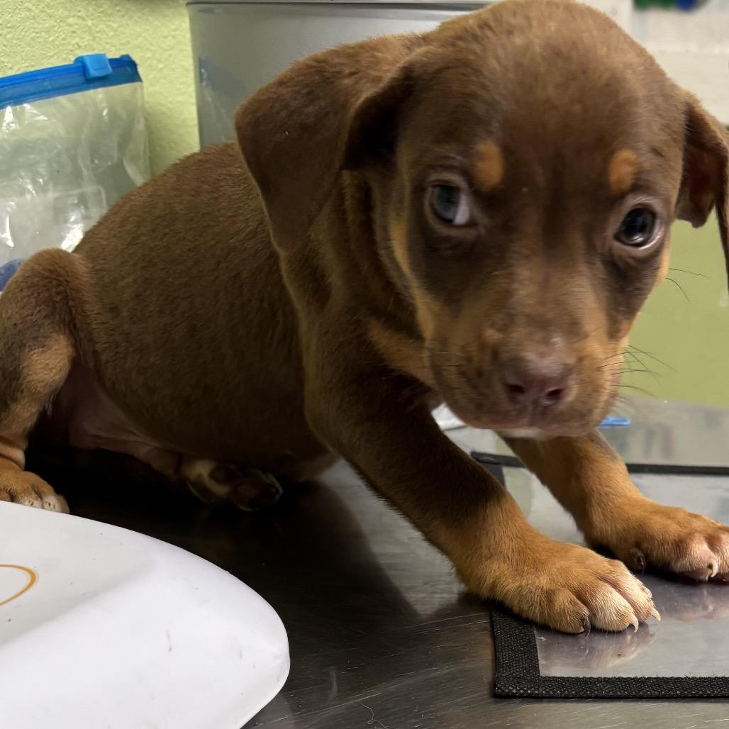 Enlarge Paul, a Adoptable mixed breed in Floresville, TX image 4/6