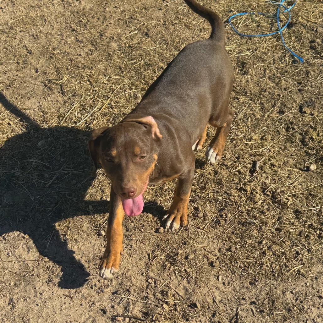 Enlarge Paul, a Adoptable mixed breed in Floresville, TX image 6/6