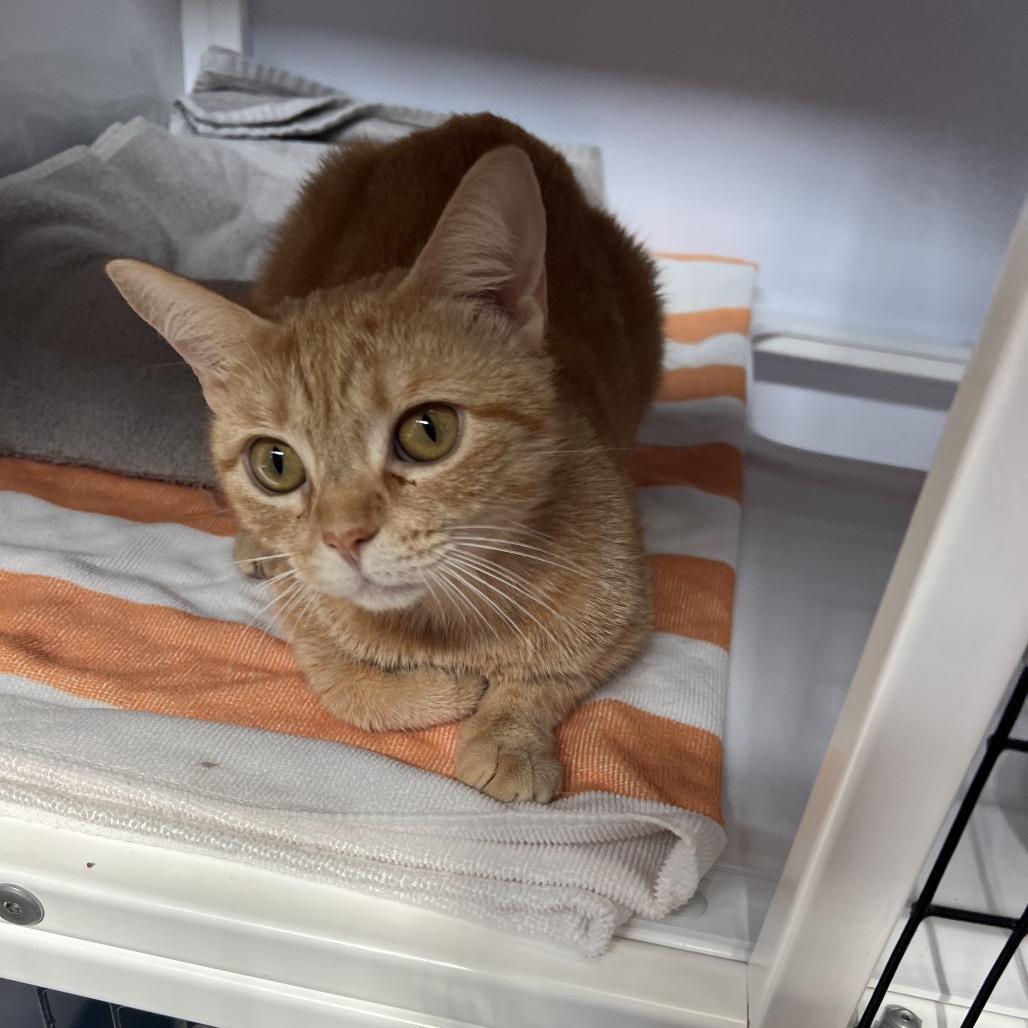Tahini, Adoptable, Adult Female Domestic Short Hair.