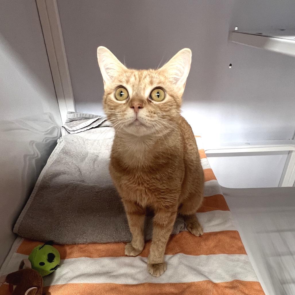 Enlarge Tahini, a Adoptable Domestic Short Hair in Sarasota, FL image 2/4