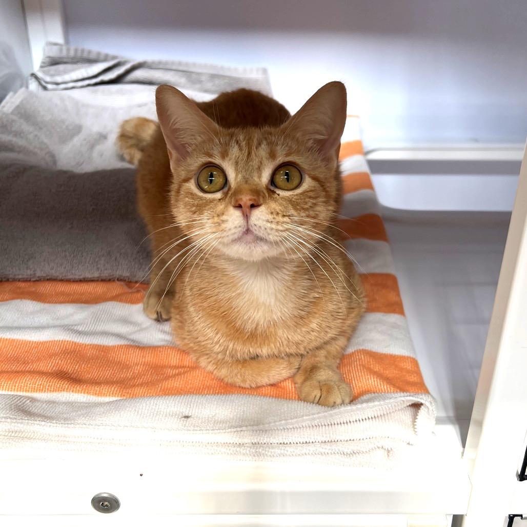 Enlarge Tahini, a Adoptable Domestic Short Hair in Sarasota, FL image 3/4