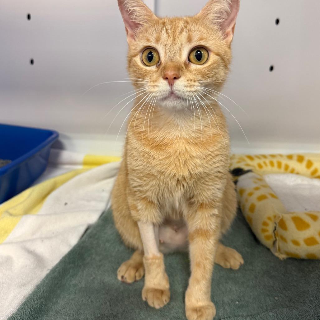 Enlarge Tahini, a Adoptable Domestic Short Hair in Sarasota, FL image 4/4