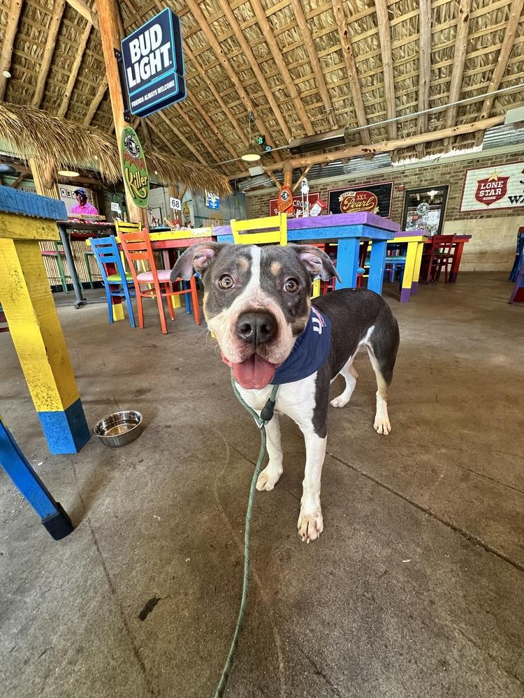 Dragon #A4269 💜, Adoptable, Adult Male Pit Bull Terrier.