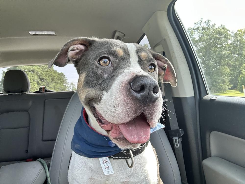 Dragon #A4269 💜, Adoptable, Adult Male Pit Bull Terrier.