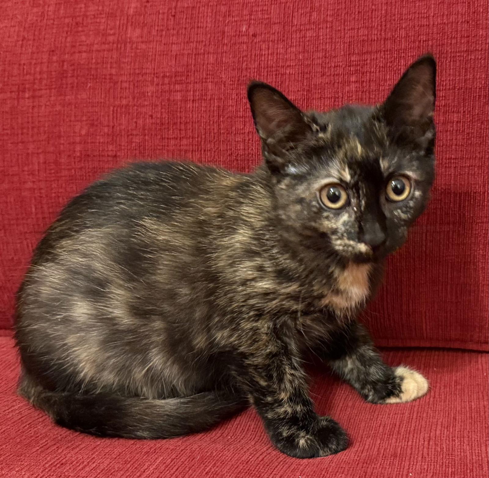 Cinnamon, Adopted, Kitten Female Domestic Short Hair.