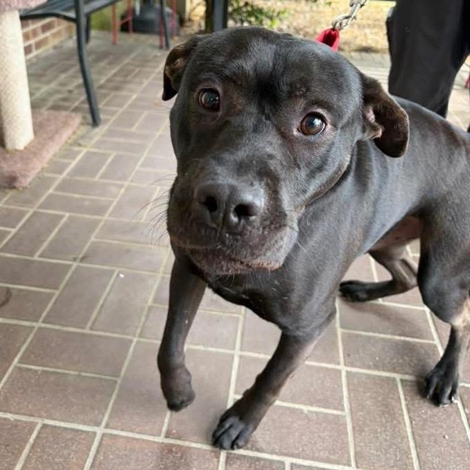 TURNER, Adoptable, Adult Male Mixed Breed.