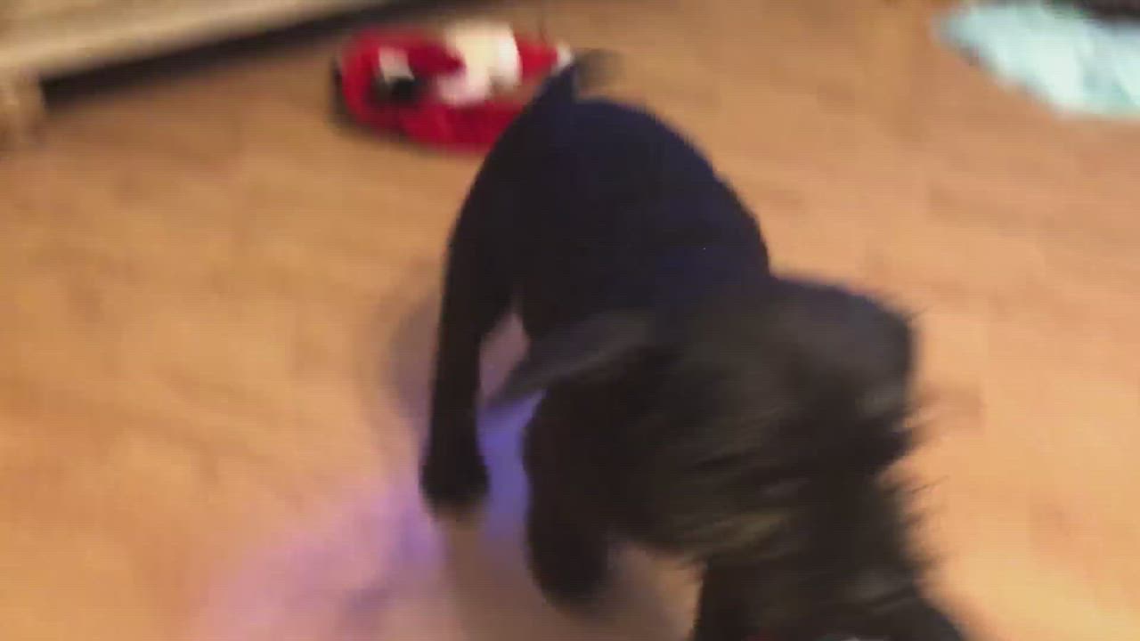 Enlarge Alvin, a Adopted mixed breed in Waynesboro, TN video 5/9