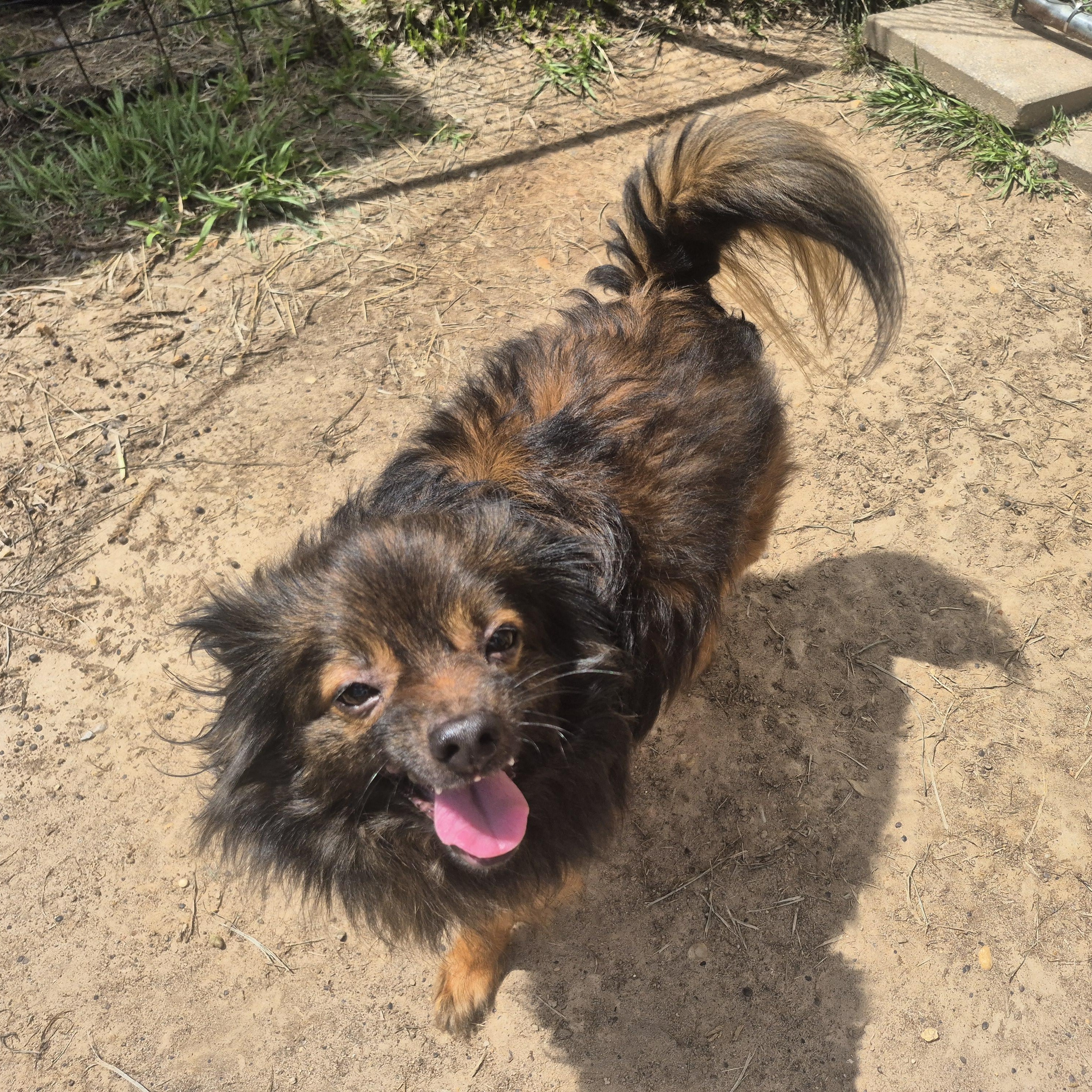 Enlarge Kingston, a Adoptable mixed breed in metairie, LA image 5/5