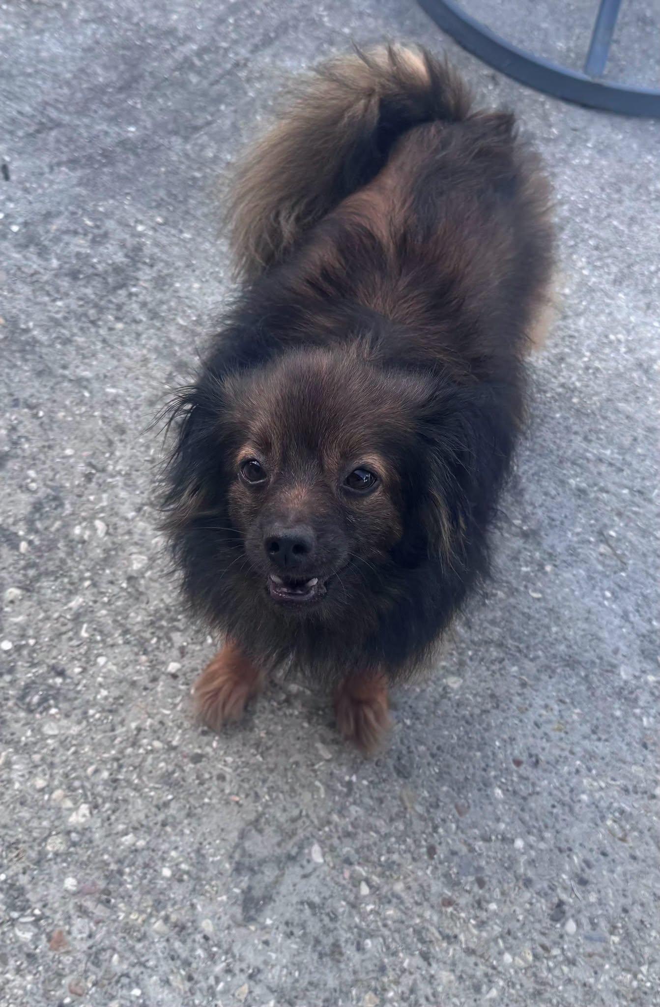 Kingston, Adoptable, Adult Male Papillon & Pomeranian.