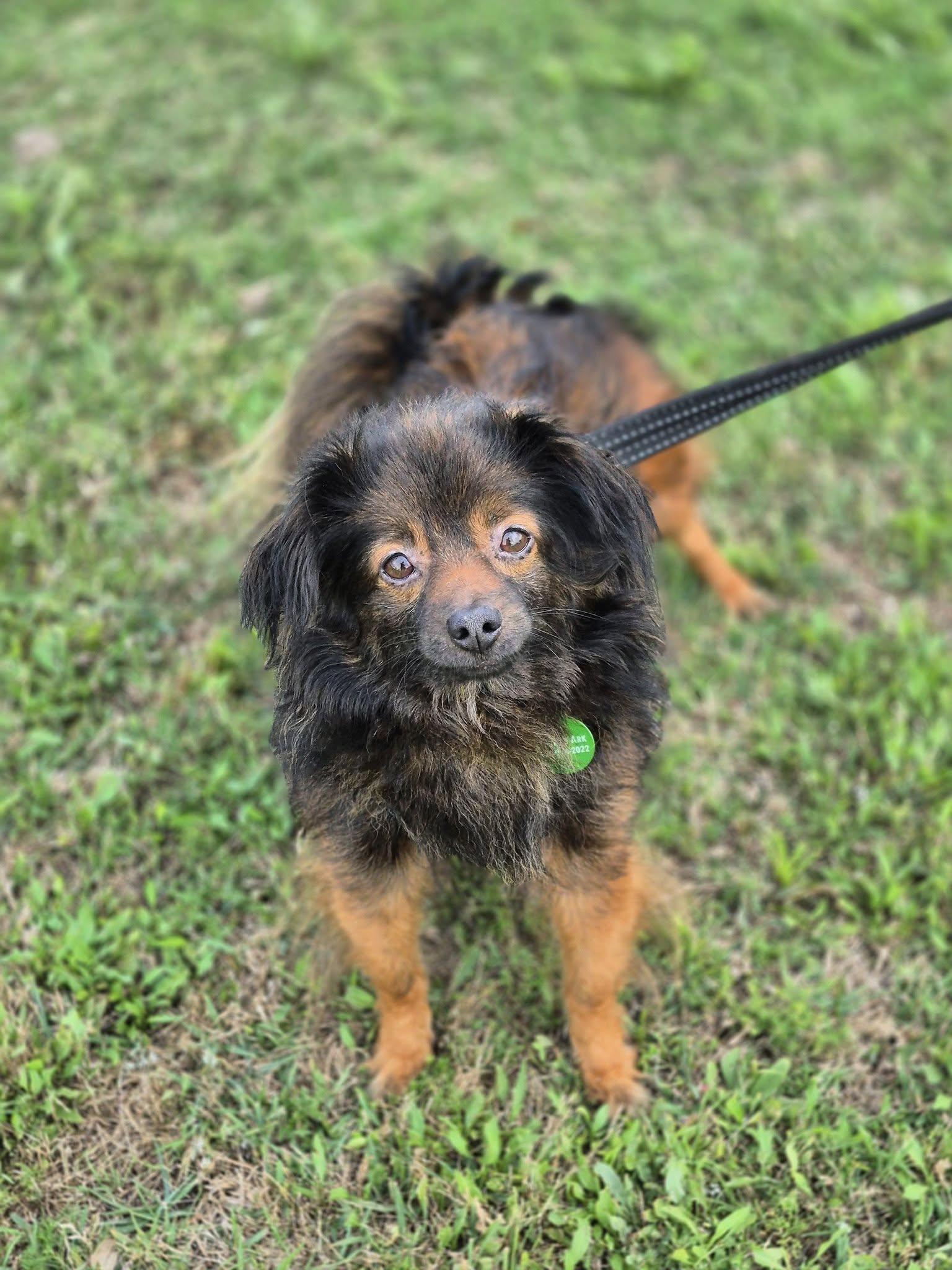 Enlarge Kingston, a Adoptable mixed breed in metairie, LA image 2/5