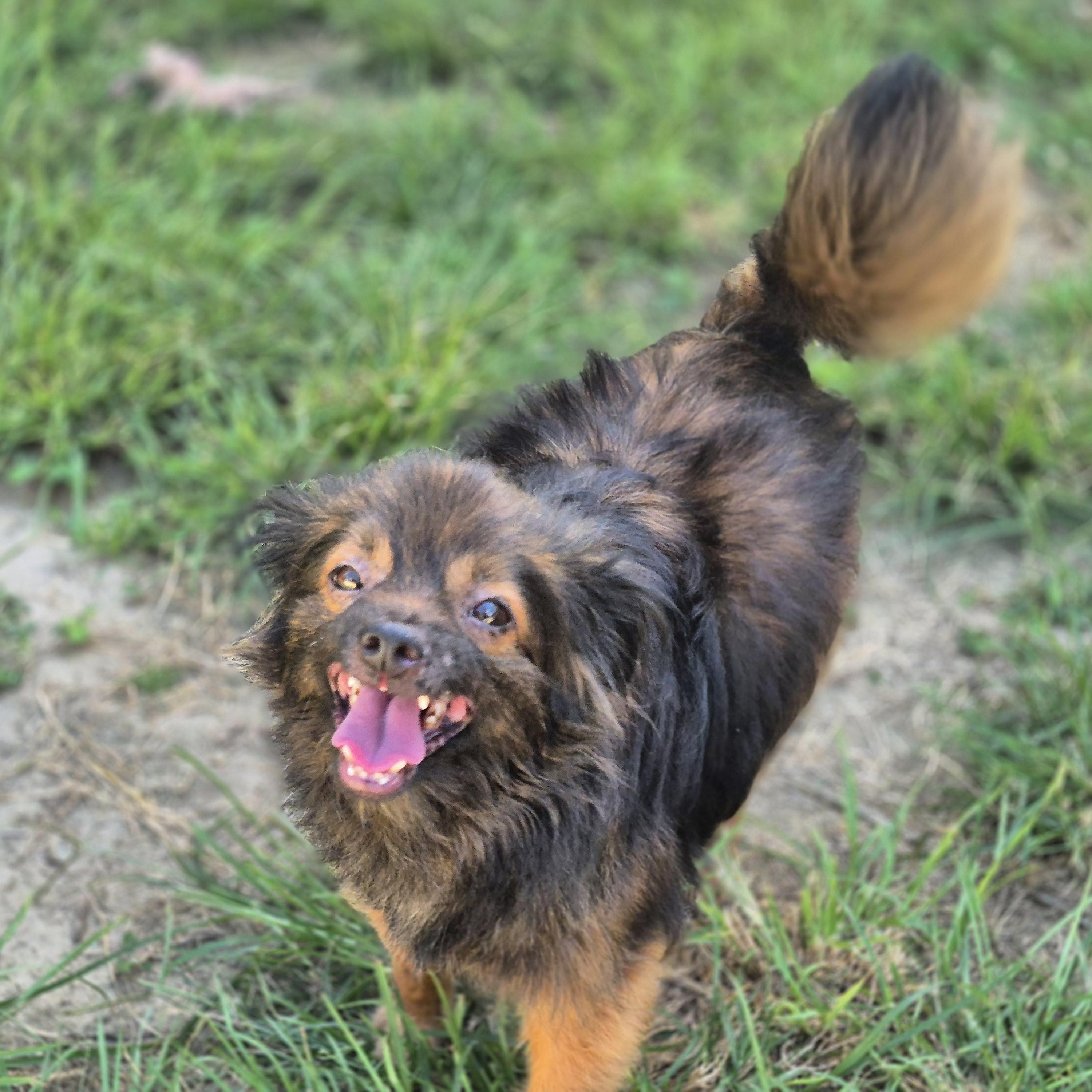 Enlarge Kingston, a Adoptable mixed breed in metairie, LA image 3/5